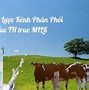 Th True Milk Thành Lập Khi Nào